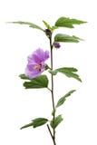 Hibiscus branch isolated Stock Photography