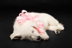 Puppy of the white sheep-dog with a bow on a neck Royalty Free Stock Images
