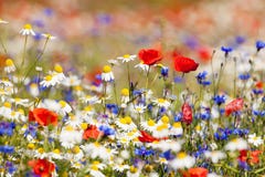 Wild flowers Stock Photography