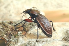 Beetle Carabus cancellatus Royalty Free Stock Image