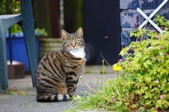 Chat d'animal familier dans le jardin Photo libre de droits