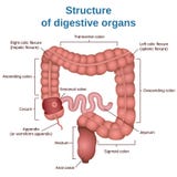 Digestive tract image intestine Stock Photos