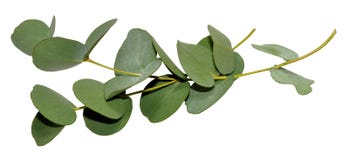 Eukalyptus-Blätter Lizenzfreie Stockfotos