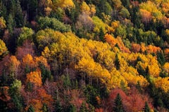 Mountain forest in autumn color trees texture background Stock Images