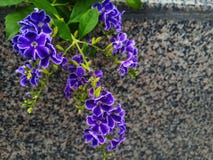  fiori selvaggi rari viola Immagini Stock