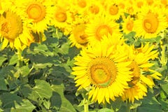 Flowers of sunflowers on a background of green leaves Royalty Free Stock Photo