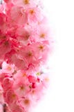 Pink cherry blossom, sakura flowers Stock Photos