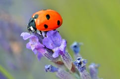 Ladybug on lavender flower Stock Image