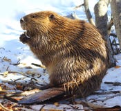 North American Beaver Stock Image