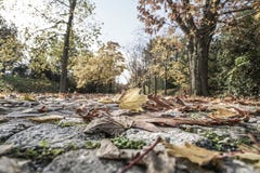 A park in autumn Royalty Free Stock Photo