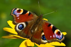 Peacock butterfly or Inachis io in summer Royalty Free Stock Image