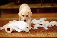 Puppy Paper Trail Royalty Free Stock Photo