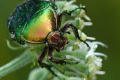 Rose chafer Stock Images
