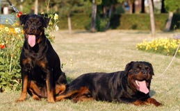 Rottweiler Stock Photos