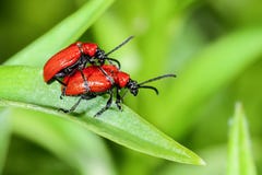 Scarlet lily, lilioceris lilii Stock Photo