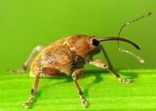 Snout beetle with a very long snout. Stock Photo
