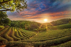 Tea plantation valley at dramatic pink sunset sky in Taiwan Stock Photography