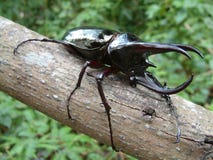 Tropical Rainforest Beetle Royalty Free Stock Photos