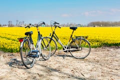 Two bicycles parked near daffofil vibrant yellow blooming field Royalty Free Stock Photography