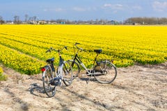 Two bicycles parked near daffofil vibrant yellow blooming field Stock Image