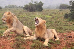 Two wild african male lions Stock Photos