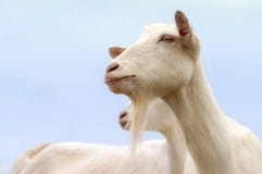 White goats Stock Photography
