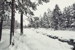 Winter forest Royalty Free Stock Photography