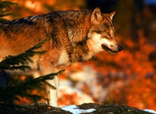 Wolf sunrise Stock Images